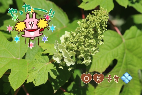 1DCC704A-FACC-46AC-A821-3CA43ED8A59E.png