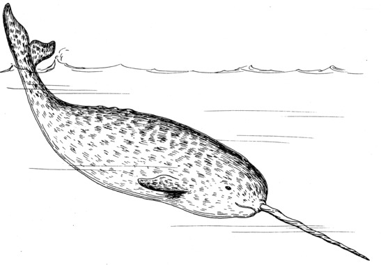 Narwhal_(PSF).png
