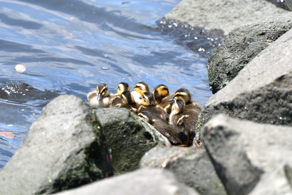 カルガモ親子_12.JPG
