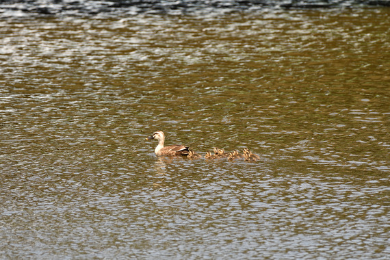カルガモ親子_01.JPG