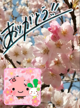 桜の木さん.jpg