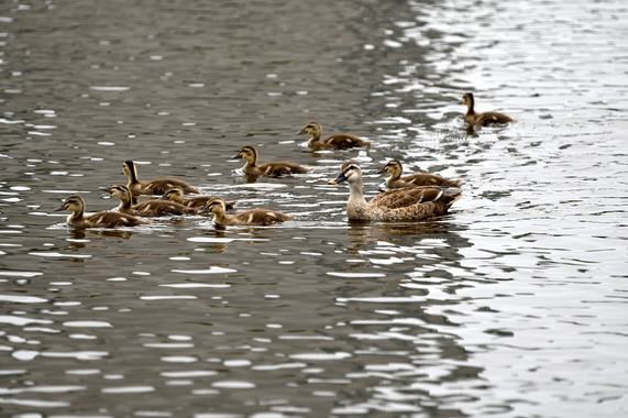 カルガモ親子_09.JPG