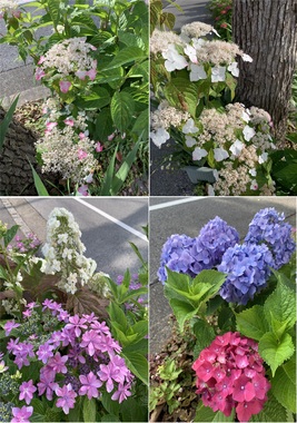 紫陽花.jpg