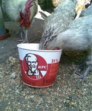 images_(3).jpeg