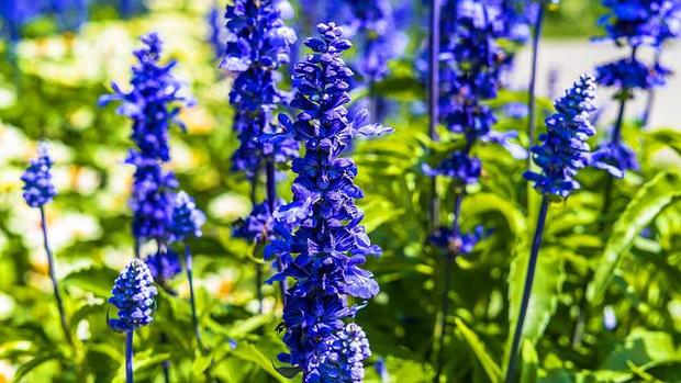 larkspur-g7b95295aa_640.jpg