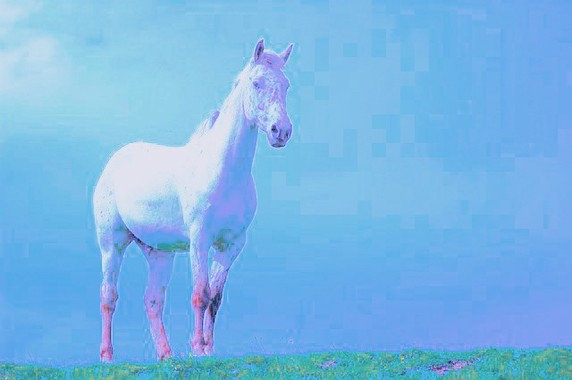 horse-2030973_640_7.jpg