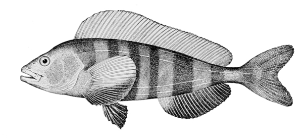 Pleurogrammus_monopterygius.jpg