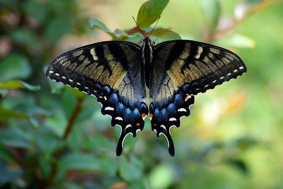 swallowtail-butterfly-3636147__480.jpg