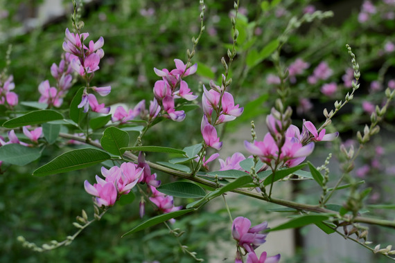 萩の花.jpg