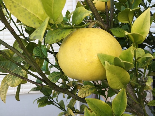 柑橘系2.jpg