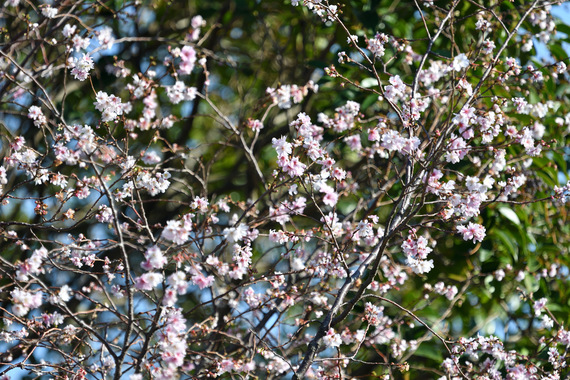 桜か梅.JPG