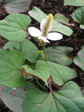 Houttuynia_cordata_Pstrolistka_sercowata_2009-07-11_01.jpg