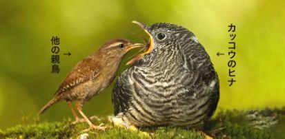 カッコー.jpg