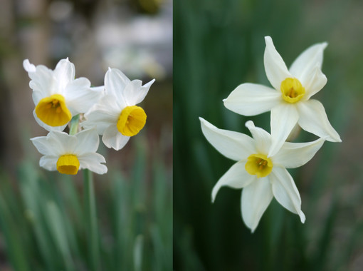 水仙2種.jpg