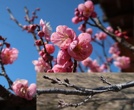 桜_20230227.JPG