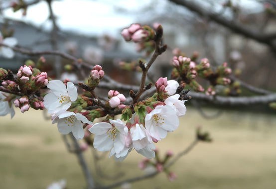 桜_20230324.JPG