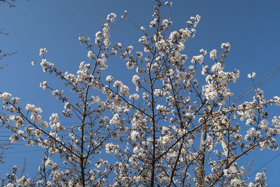 桜_20230328-1.JPG