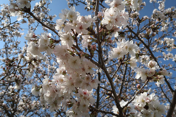 桜_20230328-2.JPG