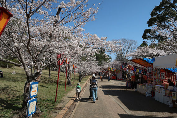 桜_20230329-1.JPG