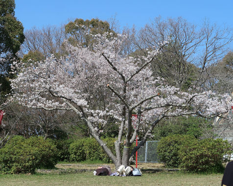 桜_20230329-2.JPG