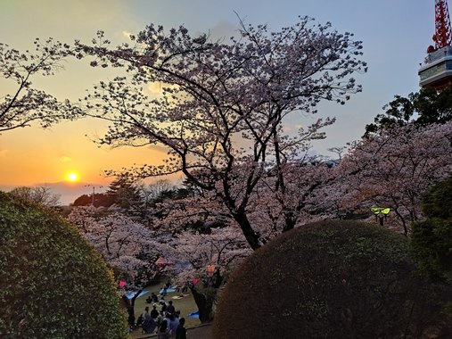 宇都宮八幡山公園桜.jpg