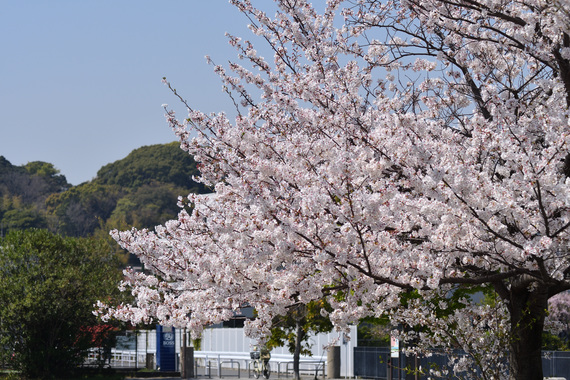 桜_09.JPG
