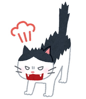 cat_angry.jpg