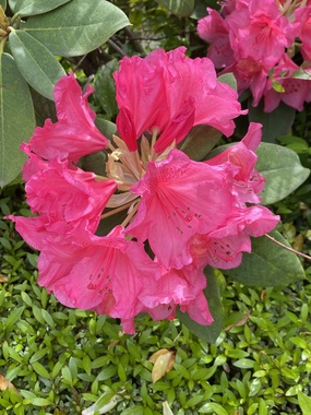 IMG_5191.jpeg