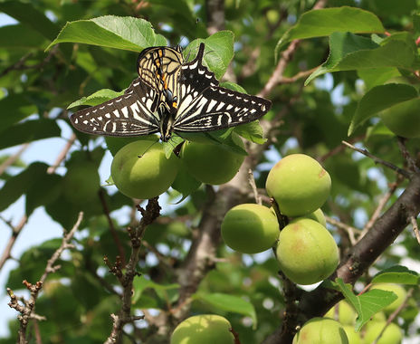 梅に蝶_20230527JPG.jpg