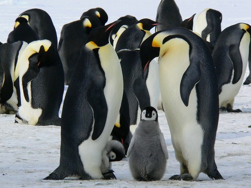 emperor-penguins-g31e10f48d_1280.jpg