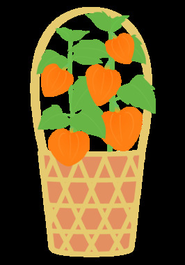 Chinese-lantern-plant-3.png