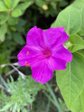IMG_6199.jpeg