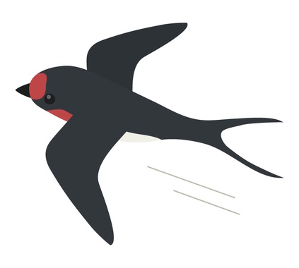 bird_swallow_9894.jpg
