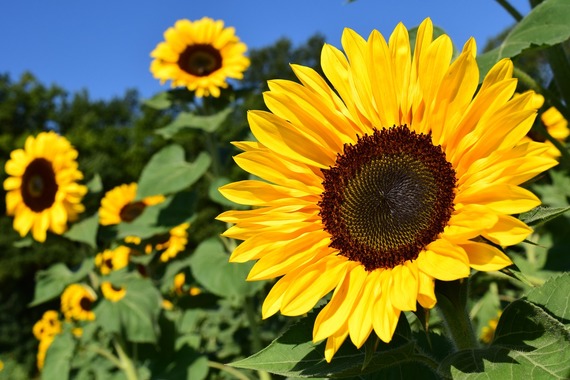 sunflower-gf0295d834_1280.jpg