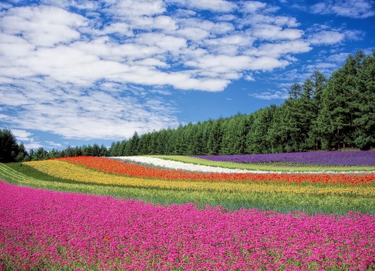 flower-field-250016_1280.jpg