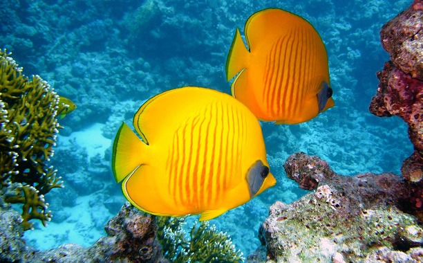 lemon-butterflyfish-380037_1280.jpg