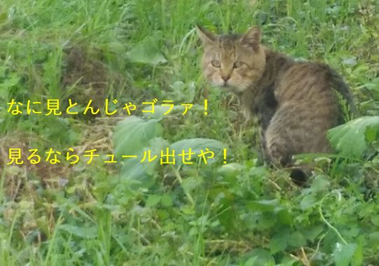 お猫様.jpg