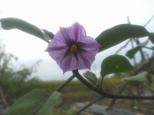茄子の花.jpg