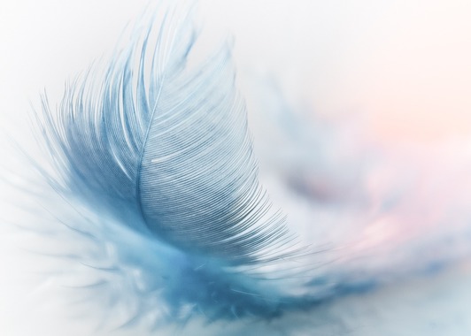 feather-3010848_1280.jpg