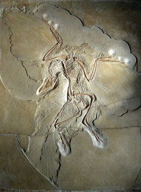 800px-Archaeopteryx_lithographica_(Berlin_specimen).jpg