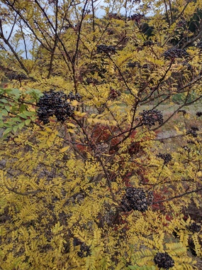 IMG_20231106_144550832_HDR.jpg