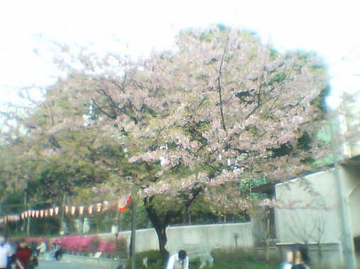 桜2pc.jpg