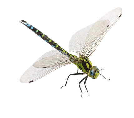 dragonfly_126462284.jpg