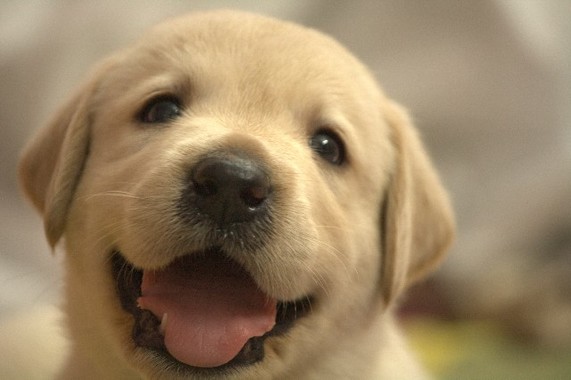 puppy.jpg