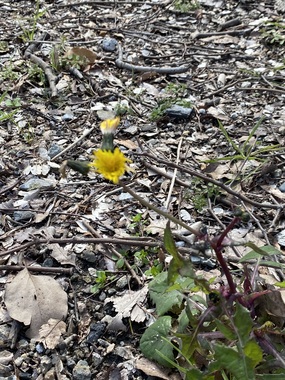 IMG_0713.jpeg