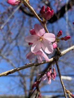 IMG_1805.jpeg