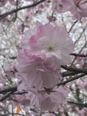 IMG_2652.jpeg