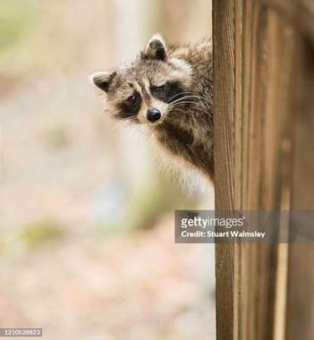 curious-raccoon.jpg