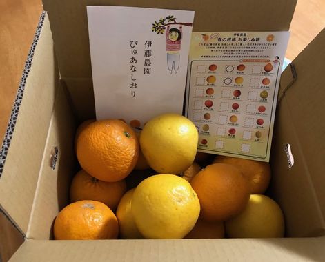 IMG_3369mikan.jpg
