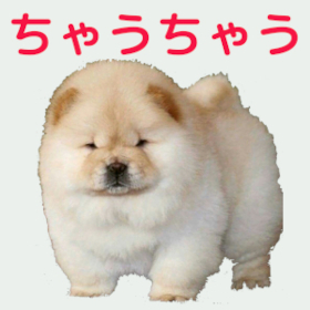 チャウチャウ.jpg